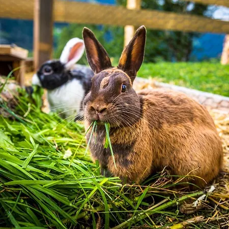 דירה Bio Bauernhof Oberbenk