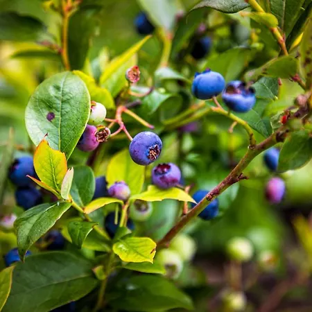 Bio Bauernhof Oberbenk דירה וואגריין