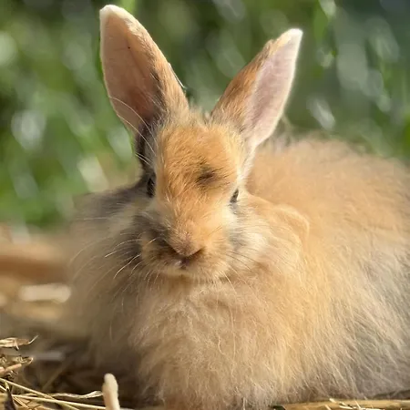 Bio Bauernhof Oberbenk アパート *