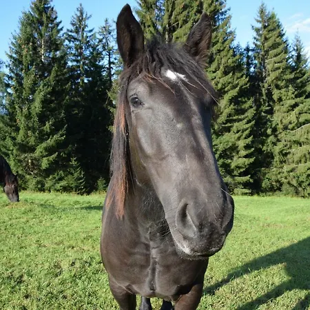 Bio Bauernhof Oberbenk דירה