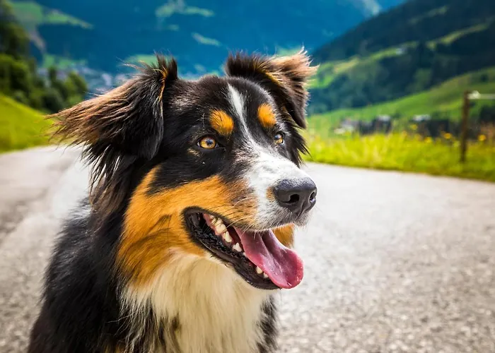 Apartment Bio Bauernhof Oberbenk Wagrain