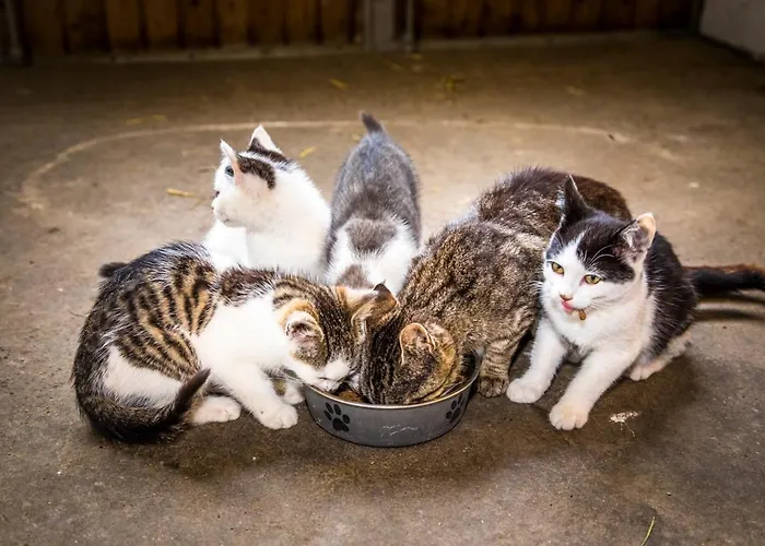 Bio Bauernhof Oberbenk * Wagrain