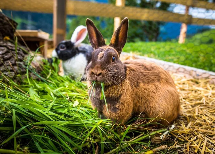 Apartment Bio Bauernhof Oberbenk