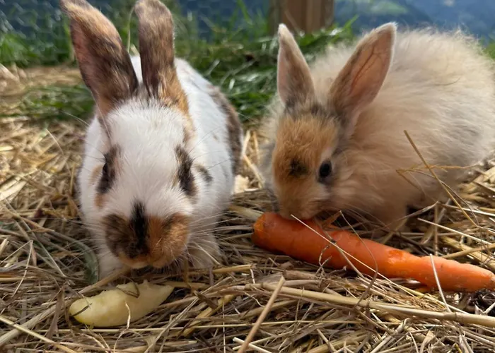 Bio Bauernhof Oberbenk * Wagrain