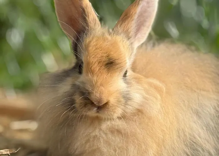 Bio Bauernhof Oberbenk Apartment *