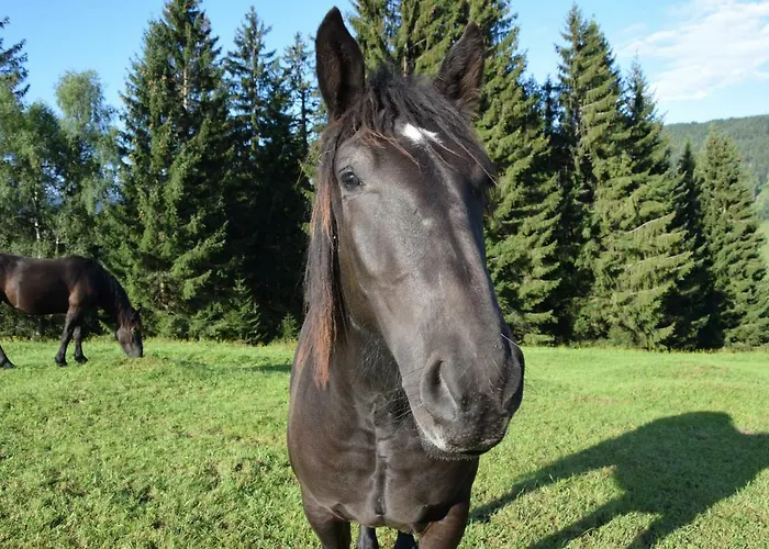 Bio Bauernhof Oberbenk Apartment