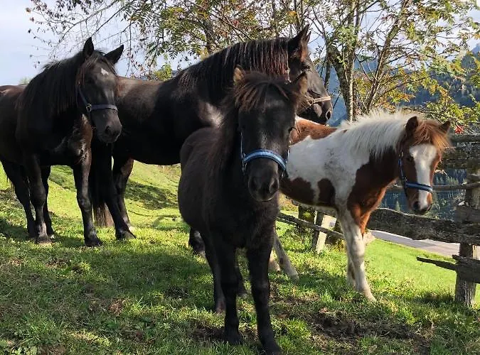 Bio Bauernhof Oberbenk * Wagrain